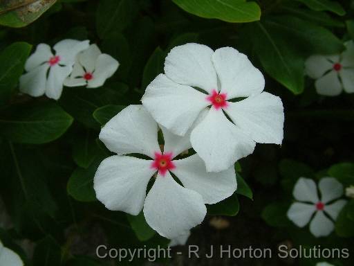 Vinca white pink eye (Catharanthus) 